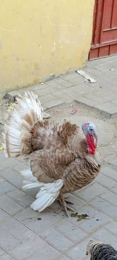 golden turkey pair