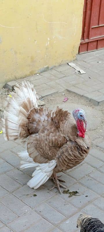 golden turkey pair 0