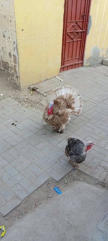 golden turkey pair 1