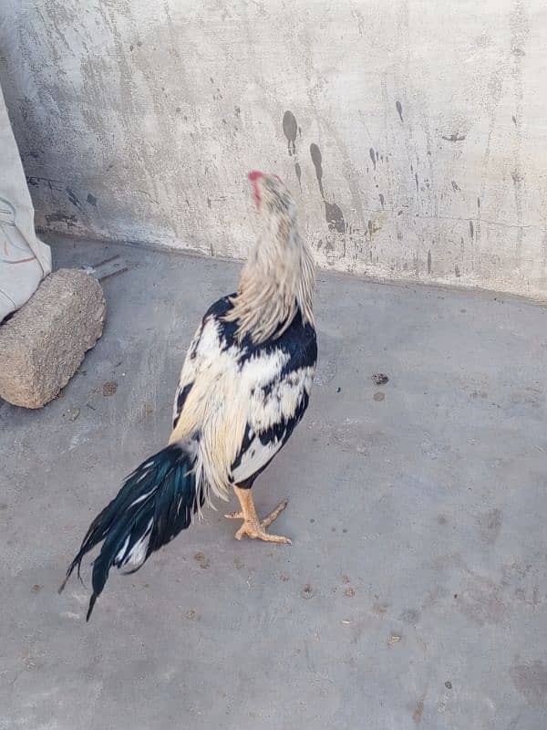 pure aseel male for sale 3