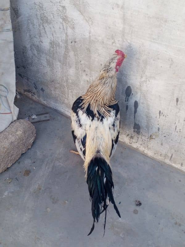 pure aseel male for sale 5