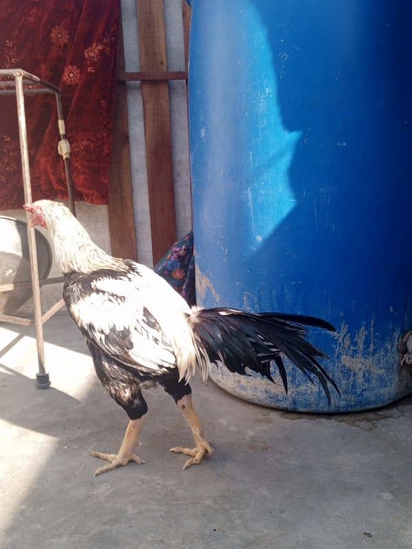 pure aseel male for sale 6