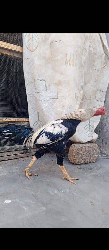 pure aseel male for sale 12