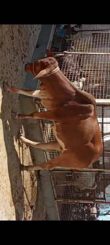 cow for sale shokeen ajao 2 danth 1