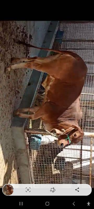 cow for sale shokeen ajao 2 danth 4