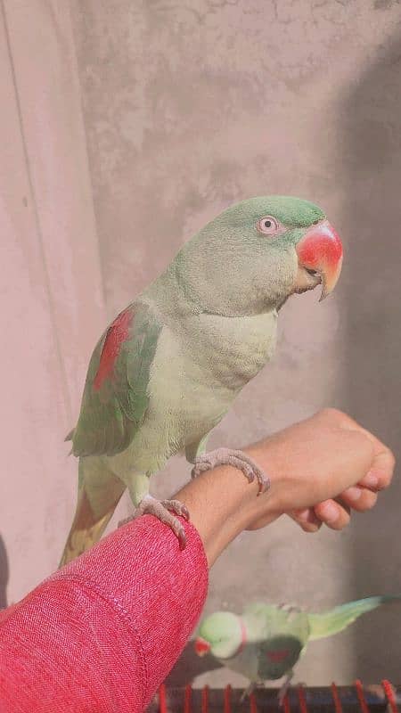 sales parrot 1