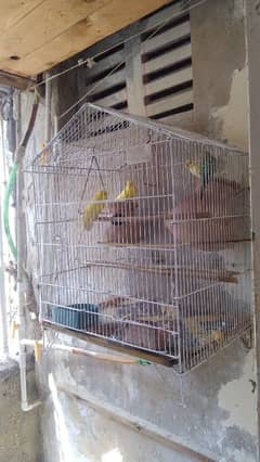 6 Budgies with 22inches Cage