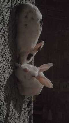 Desi Rabbits Breeder Pair Male Female