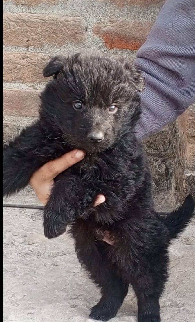 German Shepherd long coat male /   German Shepherd puppy for sale 0