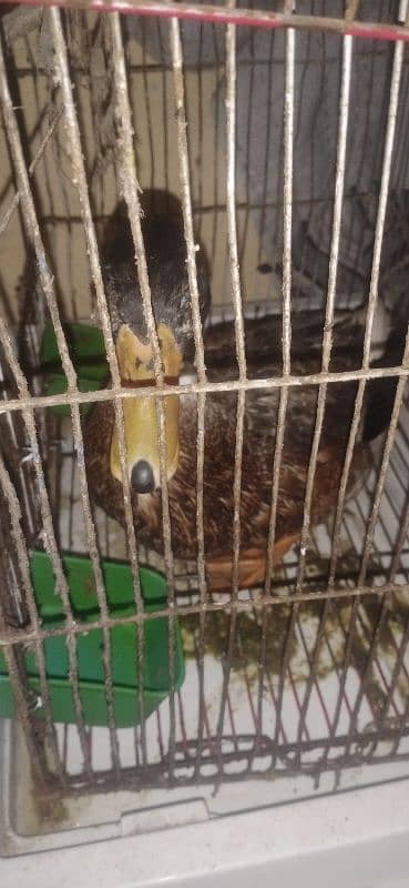 duck  sale karni hai single male hai 1 year age hai . 0