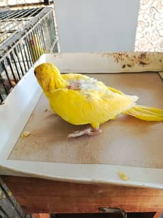 Yellow Ringneck Chicks