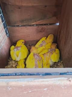 Yellow Ringneck Chicks