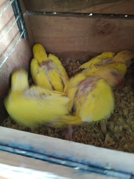 Yellow Ringneck Chicks 5