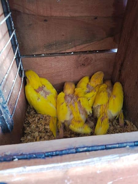 Yellow Ringneck Chicks 7