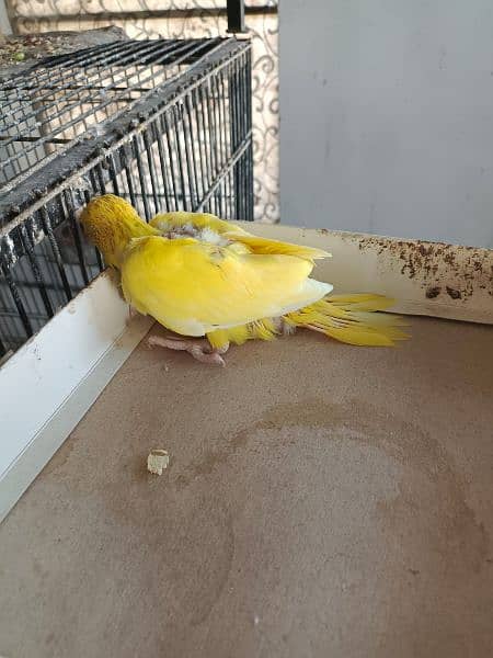 Yellow Ringneck Chicks 2