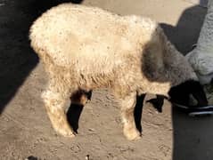 sheep Laila -Negotiable