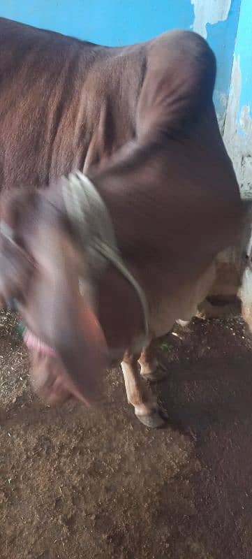 cow for sale shokeen ajao 2 danth 7