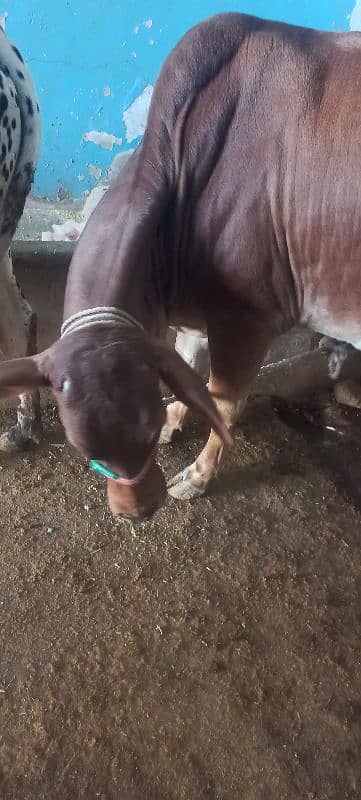 cow for sale shokeen ajao 2 danth 8