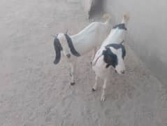 Bakra bakri PAIR