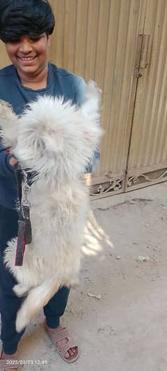 poodle female for sale