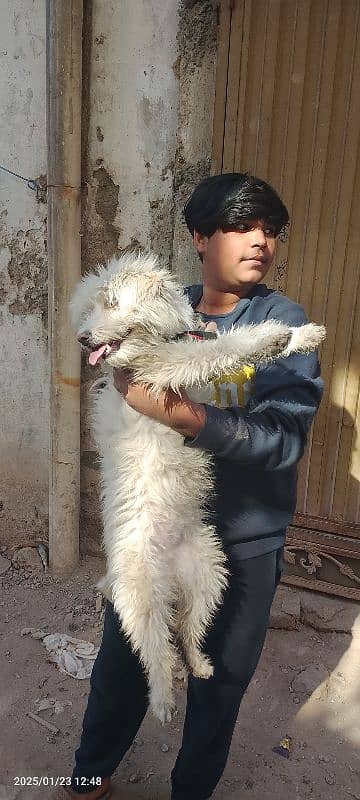 poodle female for sale 2