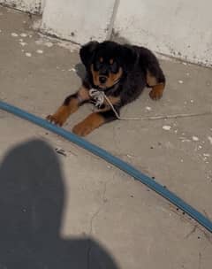 Rottweiler Male Puppy