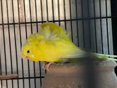 Hogoromo Breeder pair yellow