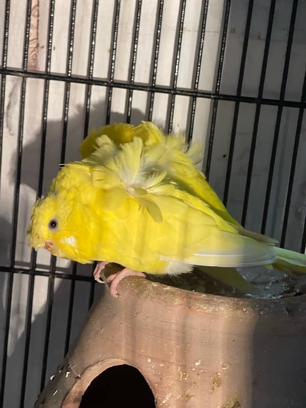 Hogoromo Breeder pair yellow 3