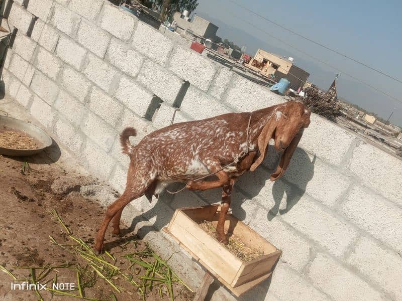 Pyar makkhi chini bakri For sale 2