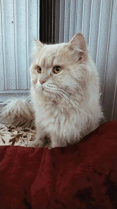 7 month age Persian 0