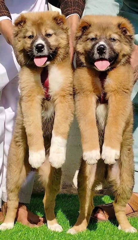 alabai dog  king alabai pair security Dog puppies for sale 0