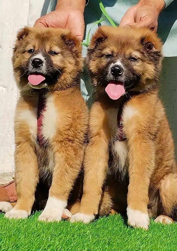 alabai dog  king alabai pair security Dog puppies for sale 1