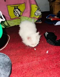 quality Persian panch face cate & kittan male female both available h