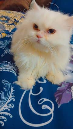 Persian cat