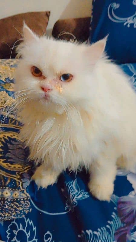 Persian cat 1