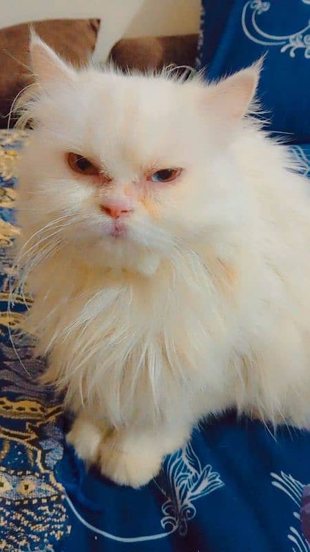 Persian cat 2