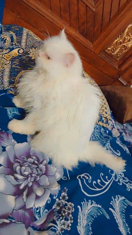 Persian cat 3