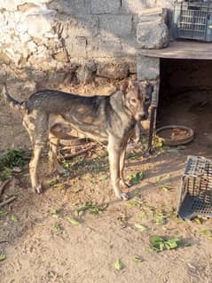 Kangal