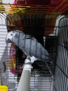 African Grey (DNA Male) age 4 years