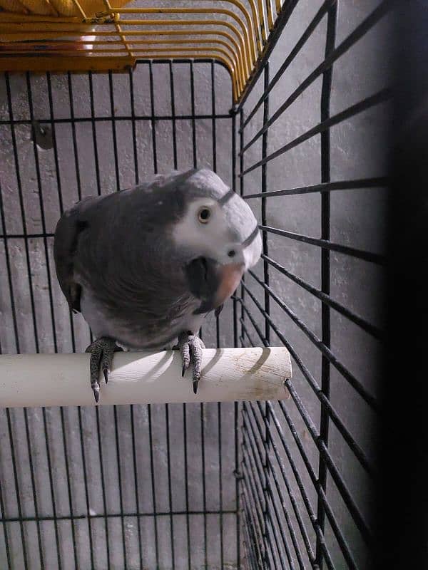 African Grey (DNA Male) age 4 years 1