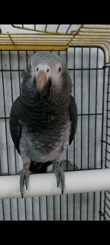 African Grey (DNA Male) age 4 years 2