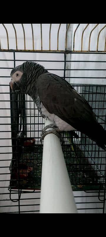 African Grey (DNA Male) age 4 years 3