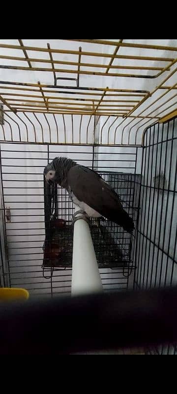 African Grey (DNA Male) age 4 years 4