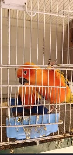 conure sunconore 3 piece bird