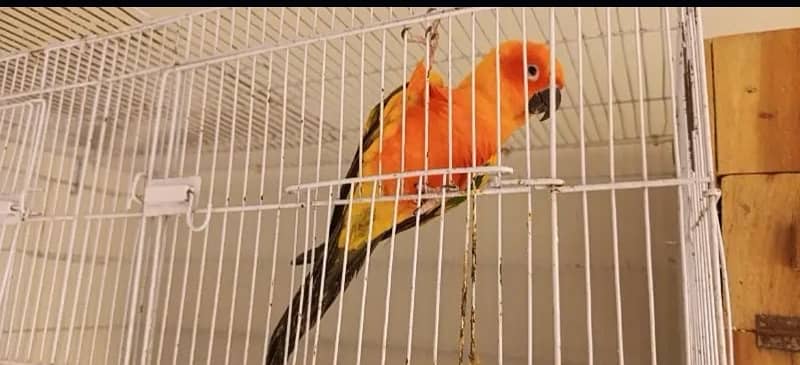 conure sunconore 3 piece bird 1