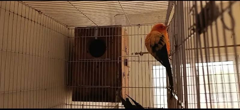 conure sunconore 3 piece bird 2