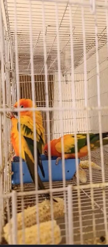 conure sunconore 3 piece bird 3