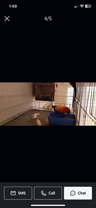 conure sunconore 3 piece bird 4