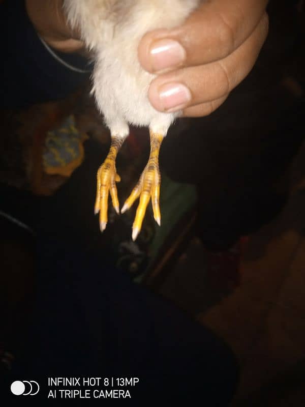 baby chicks aseel 5