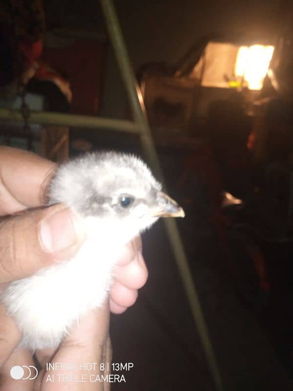 baby chicks aseel 7